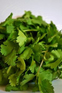 cilantro blog