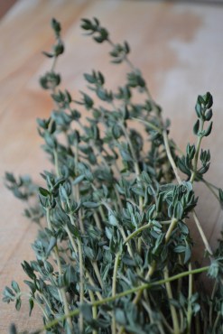 thyme