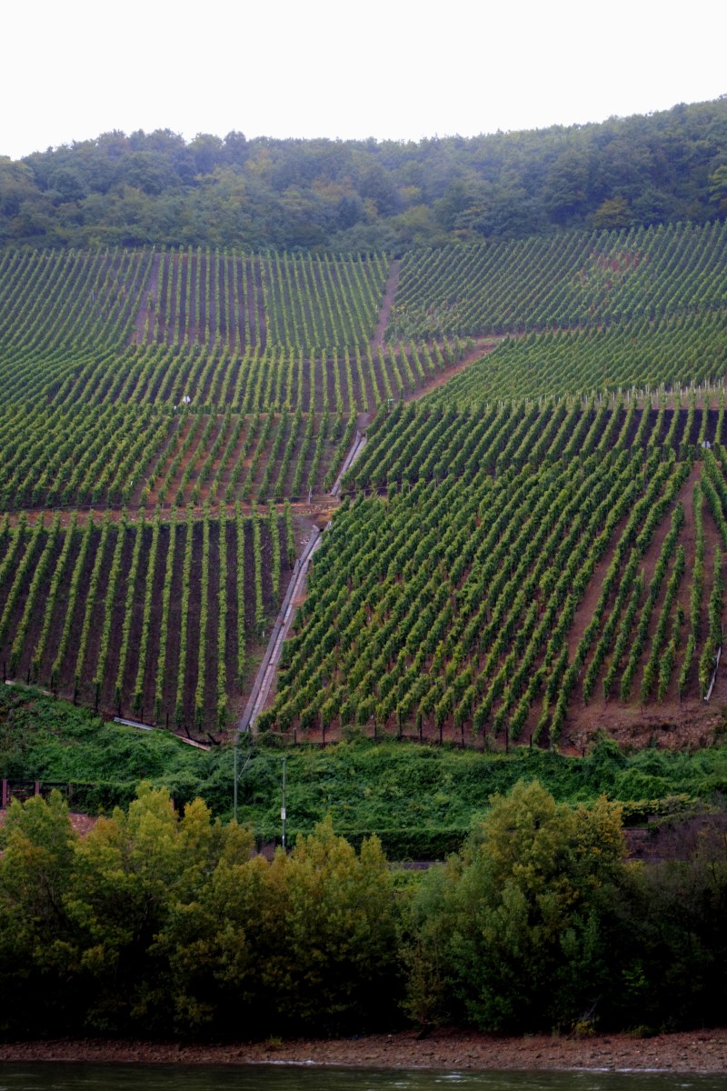 Vineyards