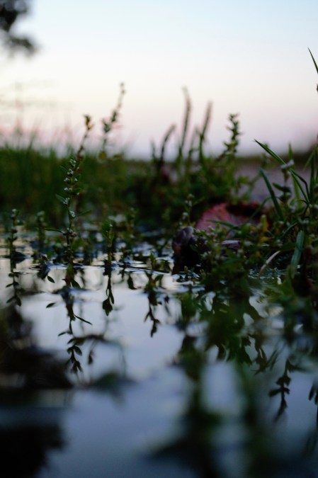 milkand marigolds in Germany